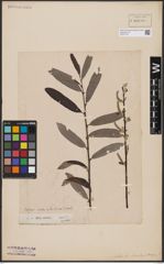 Foto von Salix aurita L. x Salix eleagnos Scop.